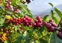 土地流转难题有哪些