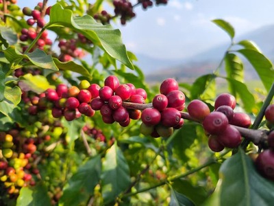 土地流转难题有哪些