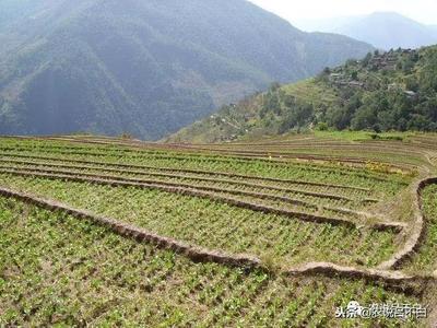 土地流转有什么用