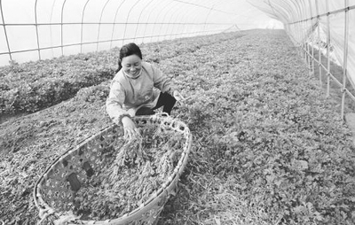 合作社流转来的土地怎么入账